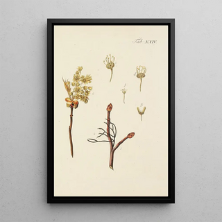 Illustration of wild trees, perennial plants, and shrubs Pl058 - Carl Christoph Oelhafen von Schöllenbach — framed artwork on a wall