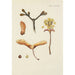 Illustration of wild trees, perennial plants, and shrubs Pl061 - Carl Christoph Oelhafen von Schöllenbach — artwork view