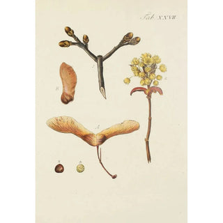 Illustration of wild trees, perennial plants, and shrubs Pl061 - Carl Christoph Oelhafen von Schöllenbach — artwork view