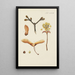 Illustration of wild trees, perennial plants, and shrubs Pl061 - Carl Christoph Oelhafen von Schöllenbach — framed artwork on a wall