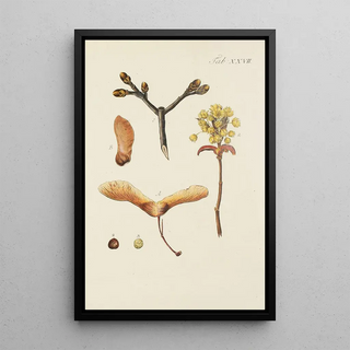 Illustration of wild trees, perennial plants, and shrubs Pl061 - Carl Christoph Oelhafen von Schöllenbach — framed artwork on a wall