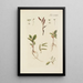 Illustration of wild trees, perennial plants, and shrubs Pl063 - Carl Christoph Oelhafen von Schöllenbach