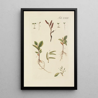 Illustration of wild trees, perennial plants, and shrubs Pl063 - Carl Christoph Oelhafen von Schöllenbach