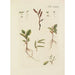 Illustration of wild trees, perennial plants, and shrubs Pl063 - Carl Christoph Oelhafen von Schöllenbach