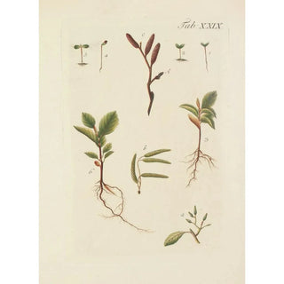 Illustration of wild trees, perennial plants, and shrubs Pl063 - Carl Christoph Oelhafen von Schöllenbach