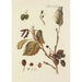Illustration of wild trees, perennial plants, and shrubs Pl065 - Carl Christoph Oelhafen von Schöllenbach — artwork view