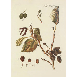 Illustration of wild trees, perennial plants, and shrubs Pl065 - Carl Christoph Oelhafen von Schöllenbach — artwork view