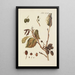 Illustration of wild trees, perennial plants, and shrubs Pl065 - Carl Christoph Oelhafen von Schöllenbach — framed artwork on a wall