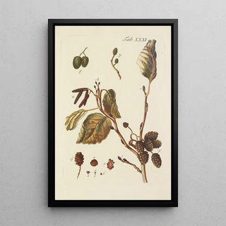 Illustration of wild trees, perennial plants, and shrubs Pl065 - Carl Christoph Oelhafen von Schöllenbach — framed artwork on a wall