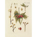 Illustration of wild trees, perennial plants, and shrubs Pl066 - Carl Christoph Oelhafen von Schöllenbach — artwork view