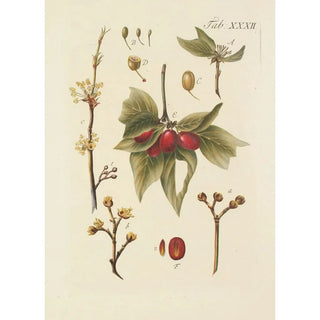 Illustration of wild trees, perennial plants, and shrubs Pl066 - Carl Christoph Oelhafen von Schöllenbach — artwork view