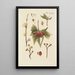 Illustration of wild trees, perennial plants, and shrubs Pl066 - Carl Christoph Oelhafen von Schöllenbach — framed artwork on a wall