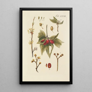 Illustration of wild trees, perennial plants, and shrubs Pl066 - Carl Christoph Oelhafen von Schöllenbach — framed artwork on a wall