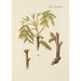 Illustration of wild trees, perennial plants, and shrubs Pl068 - Carl Christoph Oelhafen von Schöllenbach — artwork view