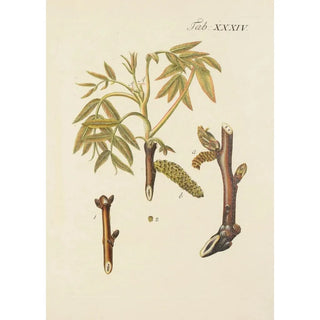 Illustration of wild trees, perennial plants, and shrubs Pl068 - Carl Christoph Oelhafen von Schöllenbach — artwork view