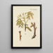 Illustration of wild trees, perennial plants, and shrubs Pl068 - Carl Christoph Oelhafen von Schöllenbach — framed artwork on a wall