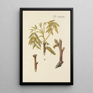Illustration of wild trees, perennial plants, and shrubs Pl068 - Carl Christoph Oelhafen von Schöllenbach — framed artwork on a wall
