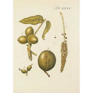 Illustration of wild trees, perennial plants, and shrubs Pl069 - Carl Christoph Oelhafen von Schöllenbach