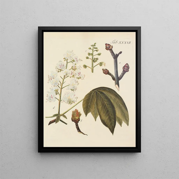 Wild trees, perennial plants, and shrubs painting Pl072 - Carl Christoph Oelhafen von Schöllenbach — framed artwork on a wall