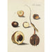 Illustration of wild trees, perennial plants, and shrubs Pl074 - Carl Christoph Oelhafen von Schöllenbach — artwork view