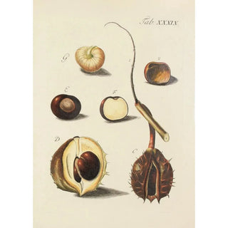 Illustration of wild trees, perennial plants, and shrubs Pl074 - Carl Christoph Oelhafen von Schöllenbach — artwork view