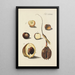 Illustration of wild trees, perennial plants, and shrubs Pl074 - Carl Christoph Oelhafen von Schöllenbach — framed artwork on a wall