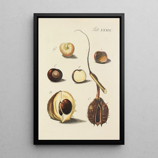 Illustration of wild trees, perennial plants, and shrubs Pl074 - Carl Christoph Oelhafen von Schöllenbach — framed artwork on a wall
