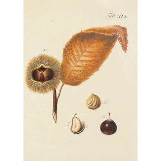 Illustration of wild trees, perennial plants, and shrubs Pl076 - Carl Christoph Oelhafen von Schöllenbach — artwork view