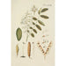 Illustration of wild trees, perennial plants, and shrubs Pl077 - Carl Christoph Oelhafen von Schöllenbach — artwork view