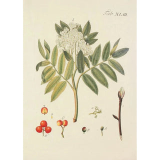 Illustration of wild trees, perennial plants, and shrubs Pl078 - Carl Christoph Oelhafen von Schöllenbach — artwork view
