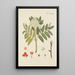 Illustration of wild trees, perennial plants, and shrubs Pl078 - Carl Christoph Oelhafen von Schöllenbach — framed artwork on a wall