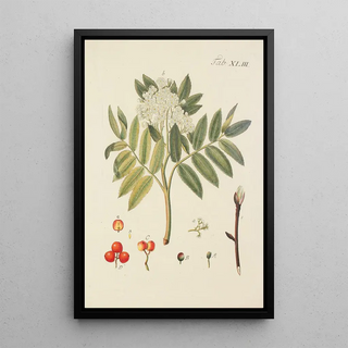 Illustration of wild trees, perennial plants, and shrubs Pl078 - Carl Christoph Oelhafen von Schöllenbach — framed artwork on a wall