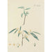 Illustration of wild trees, perennial plants, and shrubs Pl079 - Carl Christoph Oelhafen von Schöllenbach