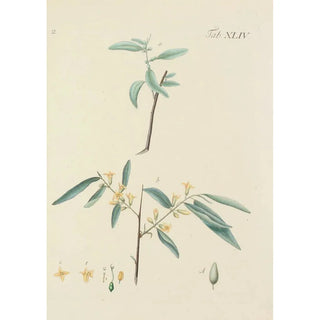 Illustration of wild trees, perennial plants, and shrubs Pl079 - Carl Christoph Oelhafen von Schöllenbach