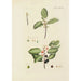 Illustration of wild trees, perennial plants, and shrubs Pl080 - Carl Christoph Oelhafen von Schöllenbach — artwork view