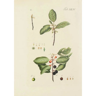 Illustration of wild trees, perennial plants, and shrubs Pl080 - Carl Christoph Oelhafen von Schöllenbach — artwork view