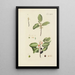 Illustration of wild trees, perennial plants, and shrubs Pl080 - Carl Christoph Oelhafen von Schöllenbach — framed artwork on a wall