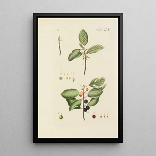 Illustration of wild trees, perennial plants, and shrubs Pl080 - Carl Christoph Oelhafen von Schöllenbach — framed artwork on a wall