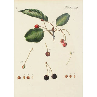 Illustration of wild trees, perennial plants, and shrubs Pl083 - Carl Christoph Oelhafen von Schöllenbach — artwork view