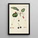 Illustration of wild trees, perennial plants, and shrubs Pl083 - Carl Christoph Oelhafen von Schöllenbach — framed artwork on a wall