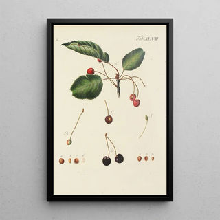 Illustration of wild trees, perennial plants, and shrubs Pl083 - Carl Christoph Oelhafen von Schöllenbach — framed artwork on a wall