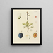 Illustration of wild trees, perennial plants, and shrubs Pl085 - Carl Christoph Oelhafen von Schöllenbach — framed artwork on a wall