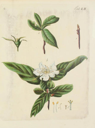 Illustration of wild trees, perennial plants, and shrubs Pl087 - Carl Christoph Oelhafen von Schöllenbach — artwork view
