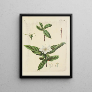Illustration of wild trees, perennial plants, and shrubs Pl087 - Carl Christoph Oelhafen von Schöllenbach — framed artwork on a wall