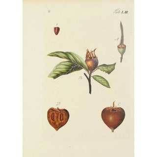 Illustration of wild trees, perennial plants, and shrubs Pl088 - Carl Christoph Oelhafen von Schöllenbach — artwork view