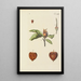 Illustration of wild trees, perennial plants, and shrubs Pl088 - Carl Christoph Oelhafen von Schöllenbach — framed artwork on a wall