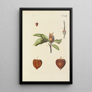 Illustration of wild trees, perennial plants, and shrubs Pl088 - Carl Christoph Oelhafen von Schöllenbach — framed artwork on a wall