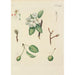Illustration of wild trees, perennial plants, and shrubs Pl089 - Carl Christoph Oelhafen von Schöllenbach — artwork view
