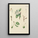 Illustration of wild trees, perennial plants, and shrubs Pl089 - Carl Christoph Oelhafen von Schöllenbach — framed artwork on a wall