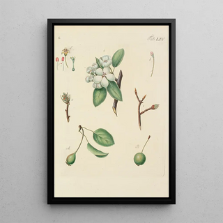 Illustration of wild trees, perennial plants, and shrubs Pl089 - Carl Christoph Oelhafen von Schöllenbach — framed artwork on a wall